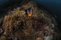 Clownfish Swimming among Anemone in Japan