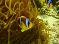 a clownfish is swimming between anemones