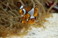 Clownfish swimming in the aquarium in animal park Ouwehands in Rhenen Royalty Free Stock Photo