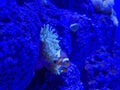 clownfish swimming among glowing blue anemone tentacles in harmony. Royalty Free Stock Photo