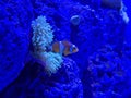 clownfish swimming among glowing blue anemone tentacles in harmony. Royalty Free Stock Photo