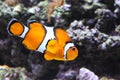 Clownfish swimming
