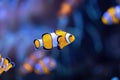 Clownfish - Tropical reef fish Amphiprion ocellaris Royalty Free Stock Photo