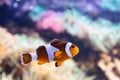 Clownfish underwater. Fish and coral reef in the ocean