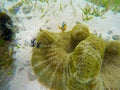 Clownfish in the underwater submarine