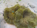 Clownfish in the underwater submarine