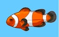 Clownfish vector icon on a blue background Royalty Free Stock Photo