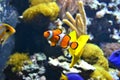 Clownfish - white and orange fish, coral reef