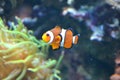 Clownfish - white and orange fish, coral reef