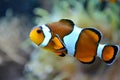 Clownfish - white and orange fish, coral reef