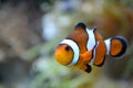 Clownfish - white and orange fish, coral reef