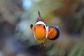 Clownfish - white and orange fish, coral reef