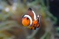 Clownfish - white and orange fish, coral reef