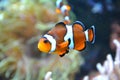 Clownfish - white and orange fish, coral reef