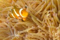 Clownfishes in anemones Royalty Free Stock Photo