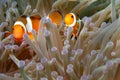 Clownfishes in anemones