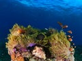 Clownfishes anphiprion nigripes sharing their anemone with a damsel fish in the Maldives reef in the Indian Ocean