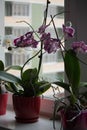 Cloyse up of blooming white and purple phalaenopsis orchid on window sill. House gardening, exotic plant. Falenopsis