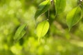 Clse up Green leaf on branch nature abstract style