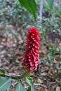 A clse up shot of a flowering Costus Barbatus Seuss Royalty Free Stock Photo