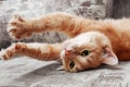 Clseup of ginger cat lying on couch and stretching itself Royalty Free Stock Photo
