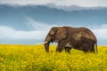 Clsoe up of African Bush Elephants walking on the road in wildlife reserve. Royalty Free Stock Photo