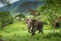 Clsoe up of African Bush Elephants walking on the road in wildlife reserve. Royalty Free Stock Photo