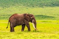 Clsoe up of African Bush Elephants walking on the road in wildlife reserve. Royalty Free Stock Photo