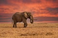 Clsoe up of African Bush Elephants walking on the road in wildlife reserve. Maasai Mara, Royalty Free Stock Photo