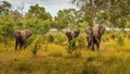 Clsoe up of African Bush Elephants walking on the road in wildlife reserve. Maasai Mara, Royalty Free Stock Photo