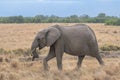 Clsoe up of African Bush Elephants walking on the road in wildlife reserve. Maasai Mara, Royalty Free Stock Photo