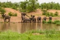 Clsoe up of African Bush Elephants walking on the road in wildlife reserve. Royalty Free Stock Photo