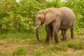 Clsoe up of African Bush Elephants walking on the road in wildlife reserve. Royalty Free Stock Photo