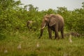 Clsoe up of African Bush Elephants walking on the road in wildlife reserve. Royalty Free Stock Photo