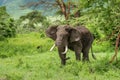 Clsoe up of African Bush Elephants walking on the road in wildlife reserve. Royalty Free Stock Photo