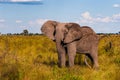 Clsoe up of African Bush Elephants walking on the road in wildlife reserve. Royalty Free Stock Photo