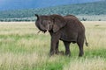 Clsoe up of African Bush Elephants walking on the road in wildlife reserve. Royalty Free Stock Photo