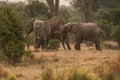 Clsoe up of African Bush Elephants walking on the road in wildlife reserve. Maasai Mara, Royalty Free Stock Photo