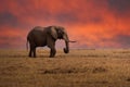 Clsoe up of African Bush Elephants walking on the road in wildlife reserve. Maasai Mara, Royalty Free Stock Photo