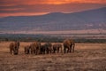 Clsoe up of African Bush Elephants walking on the road in wildlife reserve. Maasai Mara Royalty Free Stock Photo