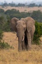 Clsoe up of African Bush Elephants walking on the road in wildlife reserve. Maasai Mara, Royalty Free Stock Photo