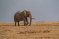 Clsoe up of African Bush Elephants walking on the road in wildlife reserve. Maasai Mara, Kenya, Africa. Royalty Free Stock Photo