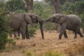 Clsoe up of African Bush Elephants walking on the road in wildlife reserve. Maasai Mara, Kenya Royalty Free Stock Photo