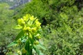 Spurge flowers