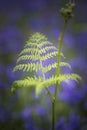 Clsoe up macro image of bluebell and new fern in Spring forest