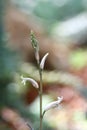 Clsoe up macro small grass flower