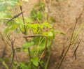 Clsoe up on Phasmatidae on the leaf