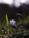 Scilla siberica