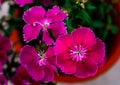 A close up shot of MAIDEN PINK flowers on a pot.Dianthus deltoides. Royalty Free Stock Photo