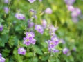 Creeping foxglove, Acanthaceae, creeping foxglove name purple flower spreading, herbaceous groundcover young plants in tropical